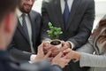 Close up.the business team looks at the young sprouts Royalty Free Stock Photo