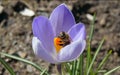 Busy bee on spring crocus flower Royalty Free Stock Photo