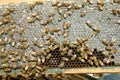 Close up of busy farmed bees on honeycomb panel