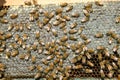 Close up of busy farmed bees on hive honeycomb