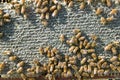 Farmed worker bees swarming on honeycomb panel