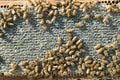 Busy worker bees on honeycomb panel on bee farm