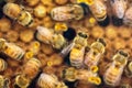 Close-up of busy and hectic life of honey bees on the honeycomb in the apiary. Soft focus with blurry movement of bees