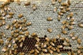 Close up of busy honey bees on hive honeycomb