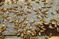 Close up of swarming honey bees on hive honeycomb