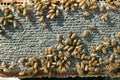 Close up of busy worker bees on honeycomb panel