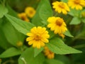 Close up Butter Daisy, Little Yellow Star flower on blur background Royalty Free Stock Photo