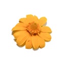 Close up Butter Daisy, Little Yellow Star flower on white background Royalty Free Stock Photo