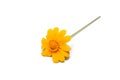 Close up Butter Daisy, Little Yellow Star flower on white background Royalty Free Stock Photo