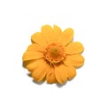 Close up Butter Daisy, Little Yellow Star flower on white background Royalty Free Stock Photo