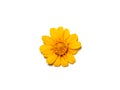 Close up Butter Daisy, Little Yellow Star flower on white background Royalty Free Stock Photo