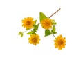 Close up Butter Daisy, Little Yellow Star flower on white background Royalty Free Stock Photo