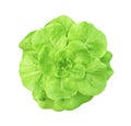 Butter head lettuce organic top view isolated on white background with clipping path Royalty Free Stock Photo