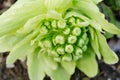Close up of butterbur sprout Royalty Free Stock Photo