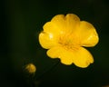 Close-up of a buttercup blossom on meadow. Bright yellow flower on dark background Royalty Free Stock Photo