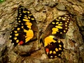 Close up on a butterfly