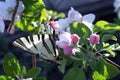 Close up butterfly and apple tree flowers. Close up of butterfly Royalty Free Stock Photo