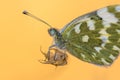 Close up Butterfly Bath white Royalty Free Stock Photo