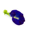 Close up Butterfly blue pea flowers on white background Royalty Free Stock Photo