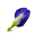 Close up Butterfly blue pea flowers on white background Royalty Free Stock Photo