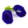 Close up Butterfly blue pea flowers on white background Royalty Free Stock Photo