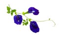 Close up Butterfly blue pea flowers on white background Royalty Free Stock Photo