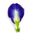 Close up Butterfly blue pea flowers on white background Royalty Free Stock Photo