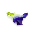 Close up Butterfly blue pea flowers on white background Royalty Free Stock Photo