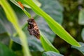 Butterfly close up