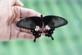 Close up butterfly (The Common Mormon)on hand Royalty Free Stock Photo