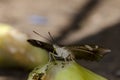 close up butterfly drinking juice. fruit in the garden. Royalty Free Stock Photo