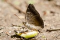 Close up butterfly eat rose apple fruit. That fell on the ground. Royalty Free Stock Photo