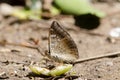 Close up butterfly eat rose apple fruit. Royalty Free Stock Photo