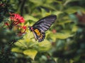 Close up of butterfly eating pollen on a red flower Royalty Free Stock Photo