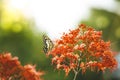 Close up, Butterfly feeding on ixora flower or red flowers in a Summer garden Royalty Free Stock Photo