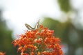 Close up, Butterfly feeding on ixora flower or red flowers in a Summer garden Royalty Free Stock Photo