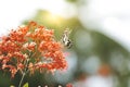 Close up, Butterfly feeding on ixora flower or red flowers in a Summer garden Royalty Free Stock Photo