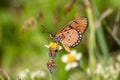 Close-up Butterfly on the flower Royalty Free Stock Photo