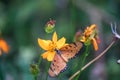 Close-up butterfly on flower (Common tiger butterfly or Monarch butterfly ) in the garden