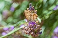 Butterfly foraging in lavender