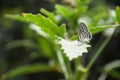 close up butterfly on green plant leaf in garden, grass background insect animal wildlife outdoor arthropods, small beauty Royalty Free Stock Photo