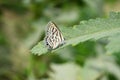 close up butterfly on green plant leaf in garden, grass background insect animal wildlife outdoor arthropods, small beauty Royalty Free Stock Photo