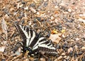 Close up of butterfly on the ground. Royalty Free Stock Photo