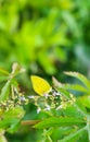 Close up of butterfly having sweet nectar on flower. Macro butterfly collecting honey. Royalty Free Stock Photo