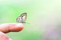Close up of butterfly insect perched on finger. Empty space to enter text. Close to nature
