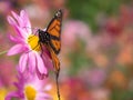 Butterfly lands on pink Chrysanthemums Royalty Free Stock Photo