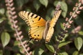 Close-up of a butterfly on a lavender bloom