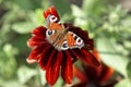 Close up of butterfly Lepidoptera on red dahlia flower. Royalty Free Stock Photo