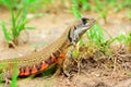 Close up Butterfly lizards or Small-scaled lizards on ground Royalty Free Stock Photo