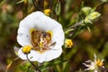 Close up of Butterfly Mariposa Lily Calochortus venustus wildflower blooming in Yosemite National Park, Sierra Nevada mountains Royalty Free Stock Photo